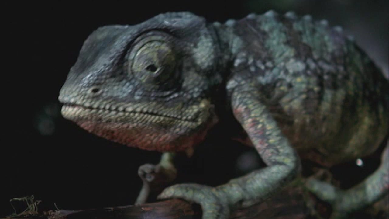 bud ferret gets the job 45 superbowl