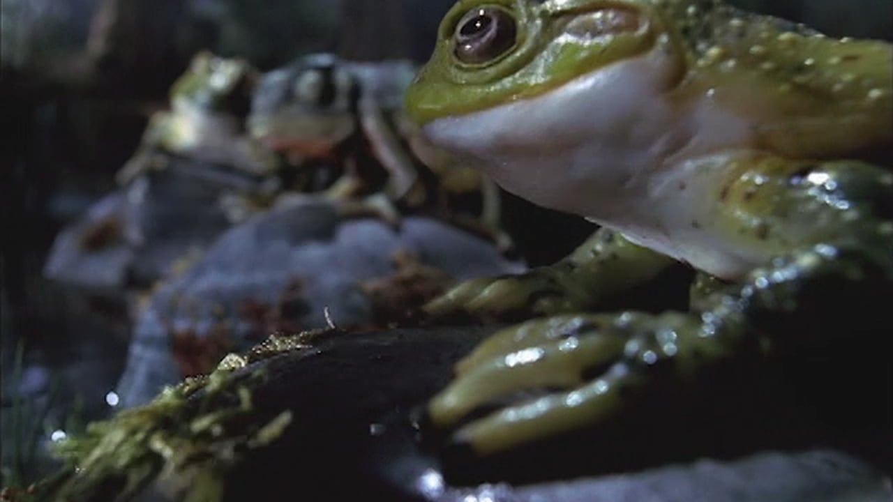 bud the final act 30 superbowl